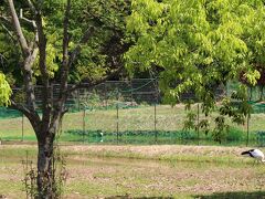 兵庫県立コウノトリの郷公園