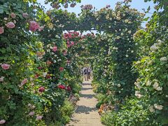 次は、「港の見える丘公園」のイングリッシュローズガーデン♪ 
こちらには、約110種1300株のバラが植えられています。

こっちにもバラのアーチがあります。色とりどりできれいです(*^_^*)