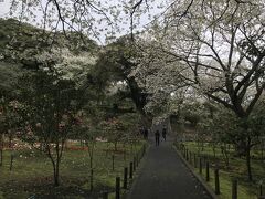 すぐ隣の椿園。長女は椿資料館に展示されていた品種「プリンセス雅子」の木を探そうとしていましたが、1000品種も植えられているので見つかりません