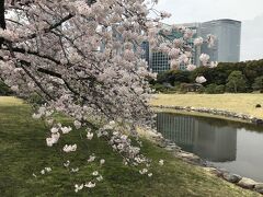 さすが高速船は早いですね、半日もかかった大型客船が嘘のようです。昼過ぎには竹芝桟橋到着、夕方の飛行機まで浜離宮庭園を散策しました。

いろいろ残念な島旅でしたが、そのぶん次こそはの機会ができました。桜が咲くのはひと月先の北海道に帰ります。

おわり