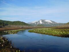 ミズバショウの群生地。