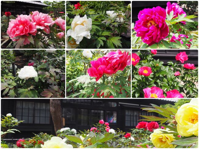 訪れた時は入場料＠1,100円の他に、牡丹・芍薬庭園拝観料として＠300円を徴求、なかなかの商魂です。