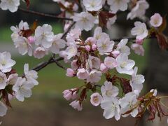 桜ですが、残念ながら境内ではあまり咲いていなかったので、隣接した花咲公園を除いてみました。ところどころに可愛らしい花が。