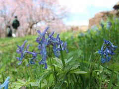 4月30日、やや明るい陽がさしてきたので、近郊の東川町の桜はどうだろう？と訪れましたが、昨年よりも花付きが悪いようです。実は例年近郊では一番きれいに咲く公園でしたが、今年はハズレ年なのだろうか。結局桜は撮影するのを断念。