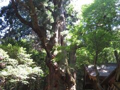 加勢の湯から坂を一登りした先にある神社、大杵社（おおごしゃ）へ。この後に参拝する宇奈岐日女（うなぐひめ）神社の末社。樹齢1000年以上でないかといわれている、根元周囲13.3m、樹高38ｍの大杉がある。