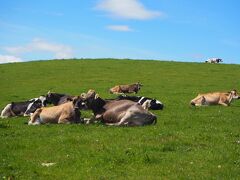 四季彩の丘からわずかに離れたところにある牧場。

美瑛放牧酪農場（株）美瑛ファーム

こちらに来るのは初めて。
のーんびりくつろいでいる乳牛たちが微笑ましい。