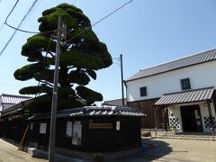 紙半豊田博物館

カイヅカイブキの大木　　（景観重要樹木）