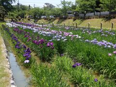 花菖蒲園の案内看板に導かれて吉香花菖蒲園へ。細長い堀の中で、紫や白の菖蒲が元気よく咲き出していました。