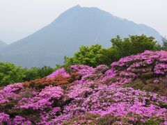別府へ移動し鶴見岳へ。高曇りの天候だったがミヤマキリシマの花がきれいに咲いていた。