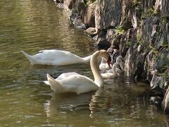 お堀に白鳥の親子がいました。