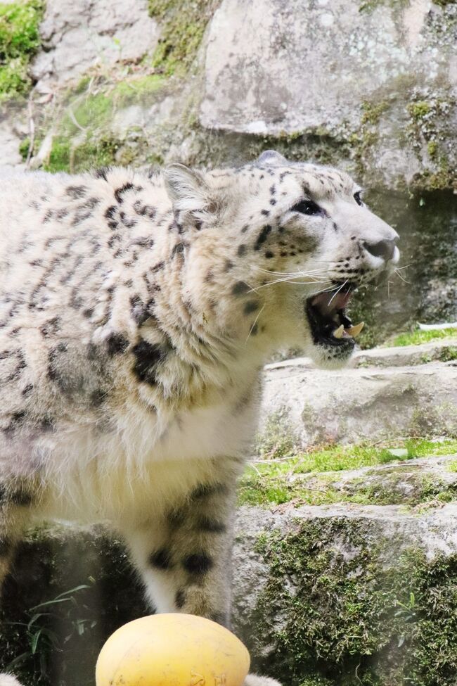 ぶらさがりユキヒョウの赤ちゃん Www Kochalpin At