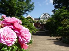 香りのよい色鮮やかなピンクのバラと
クジャクの羽を広げたような半円窓が印象的な大佛次郎記念館