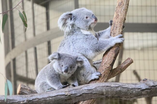 Gw直前の多摩動物公園22 後編 大きくなっていたコアラの赤ちゃんはじめまして ３回足を運び運が良かったコアラ舎 トラ展と買い物ほか 日野 昭島 東京 の旅行記 ブログ By まみさん フォートラベル