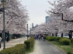 お～～～、素晴らしい桜並木。