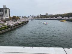 橋の上から大川両岸の桜。