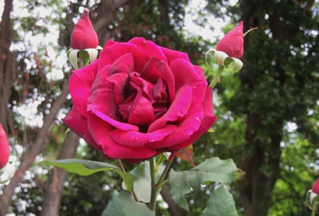 品種名：『パパ・メイアン』<br />系統：HT(ハイブリッドティー)<br />作出国：フランス(1963年)<br />作出者：メイアン(Alain Meilland)<br />その他：黒バラの頂点に立つ品種と称されます。