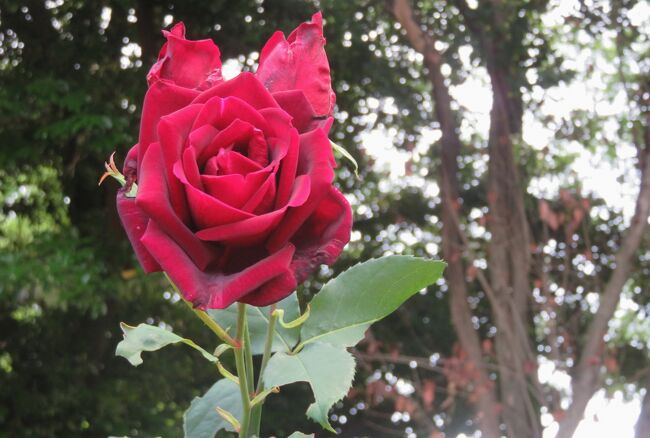 品種名：『パパ・メイアン』<br />系統：HT(ハイブリッドティー)<br />作出国：フランス(1963年)<br />作出者：メイアン(Alain Meilland)<br />その他：第8回、1988年のシドニー大会で、殿堂入りしました。