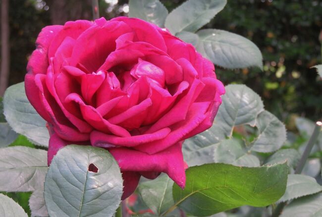 品種名：『パパ・メイアン』<br />系統：HT(ハイブリッドティー)<br />作出国：フランス(1963年)<br />作出者：メイアン<br />その他：作出者アランの祖父のアントワーヌ・メイアンに捧げられました。