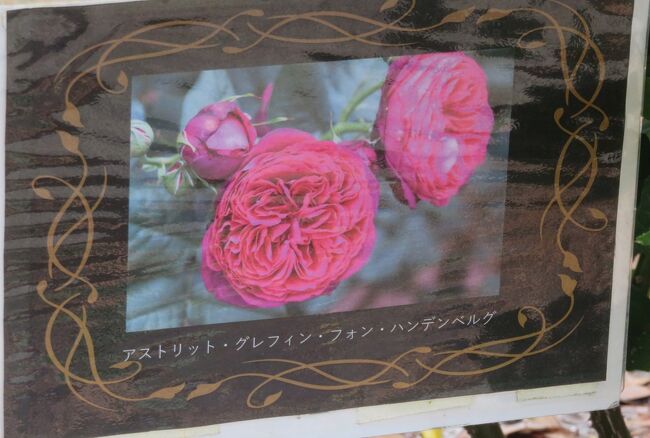 品種名：『アストレット・グレフィン・フォン・ハンデンブルク』<br />系統：S(シュラブ)<br />作出国：ドイツ(2001年)<br />作出者：タンタウ<br />その他：写真入りの名札です。