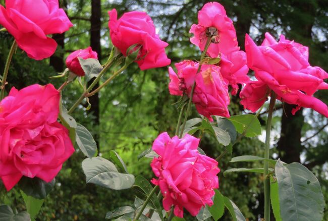 品種名：『アストレット・グレフィン・フォン・ハンデンブルク』<br />系統：S(シュラブ)<br />作出国：ドイツ(2001年)<br />作出者：タンタウ<br />その他：中輪の四季咲きです。