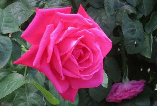 品種名：『アストレット・グレフィン・フォン・ハンデンブルク』<br />系統：S(シュラブ)<br />作出国：ドイツ(2001年)<br />作出者：タンタウ<br />その他：ロゼット咲き、中輪房咲きのバラです。