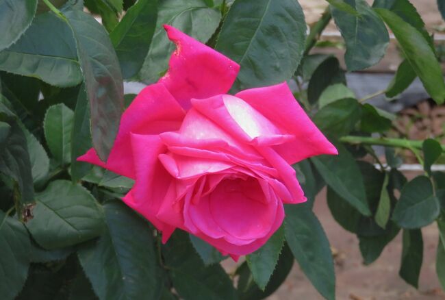 品種名：『アストレット・グレフィン・フォン・ハンデンブルク』<br />系統：S(シュラブ)<br />作出国：ドイツ(2001年)<br />作出者：タンタウ<br />その他：ダマスクにフルーツの強香を持ちます。