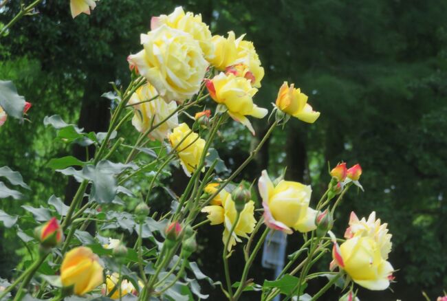 品種名：『ゴールド・グロー』：推定<br />系統：HT(ハイブリッドティー)<br />作出国：アメリカ(1959年)<br />作出者：Anthony Perry<br />その他：半剣弁高芯咲きの優雅な大輪花です。