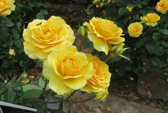 品種名：『イエロー・ブラスバンド』<br />系統：F(フロリバンダ)<br />作出国：アメリカ(推定)<br />作出者：Jack E. Christensen(推定）<br />その他：バラの品種図鑑などでも見つからない名前です。