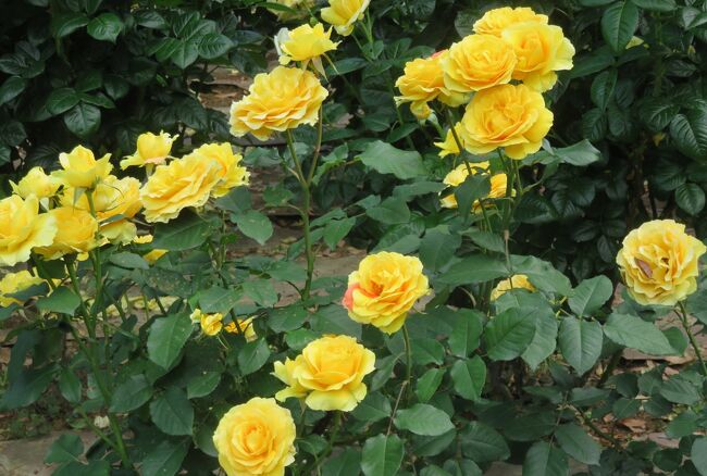 品種名：『イエロー・ブラスバンド』<br />系統：F(フロリバンダ)<br />作出国：アメリカ(推定)<br />作出者：Jack E. Christensen(推定）<br />その他：正式に登録された品種名ではないかも知れません。