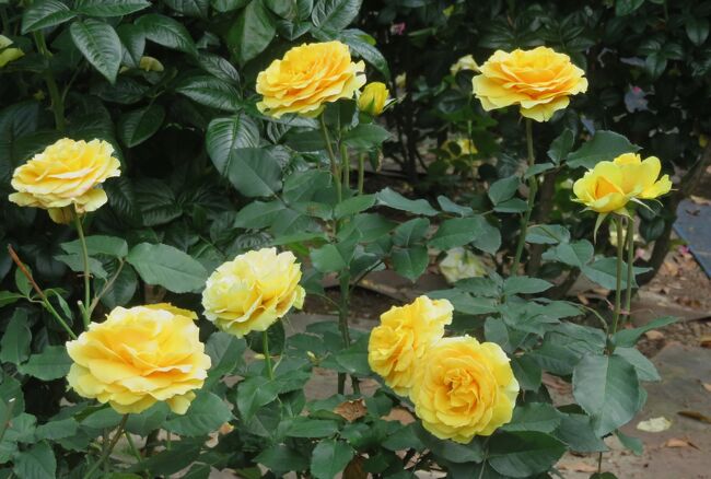 品種名：『イエロー・ブラスバンド』<br />系統：F(フロリバンダ)<br />作出国：アメリカ(推定)<br />作出者：Jack E. Christensen(推定）<br />その他：ネット検索では詳しいことは分かりませんでした。