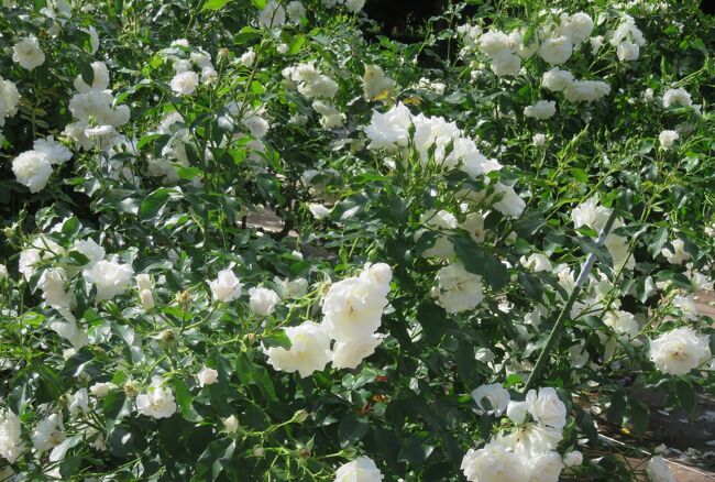 品種名：『カルト・ブランシュ』<br />系統：F(フロリバンダ)<br />作出国：フランス(1999年)<br />作出者：メイアン<br />その他：花名は、フランス語で「白いカード」を意味します。