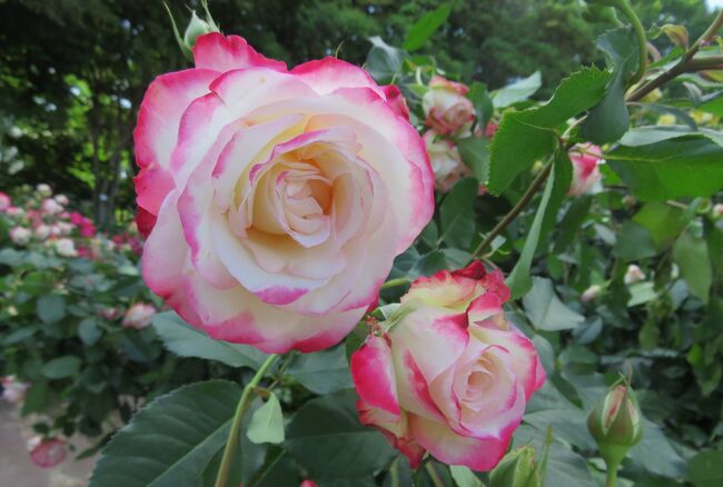 品種名：『ジュビレ・デュ・プリンス・ドゥ・モナコ』<br />系統：F(フロリバンダ)<br />作出国：フランス(2000年)<br />作出者：メイアン<br />その他：凛として、高貴な雰囲気を持つバラです。