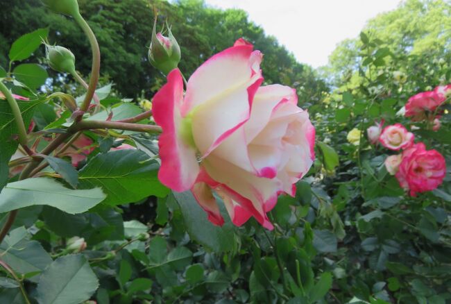 品種名：『ジュビレ・デュ・プリンス・ドゥ・モナコ』<br />系統：F(フロリバンダ)<br />作出国：フランス(2000年)<br />作出者：メイアン<br />その他：白と赤色のコントラストが綺麗なバラです。