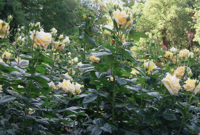 品種名：『ミケランジェロ』<br />系統：ハイブリッドティー)<br />作出国：フランス(1997年）<br />作出者：メイアン<br />その他：イタリアの天才芸術家に因む名前です。