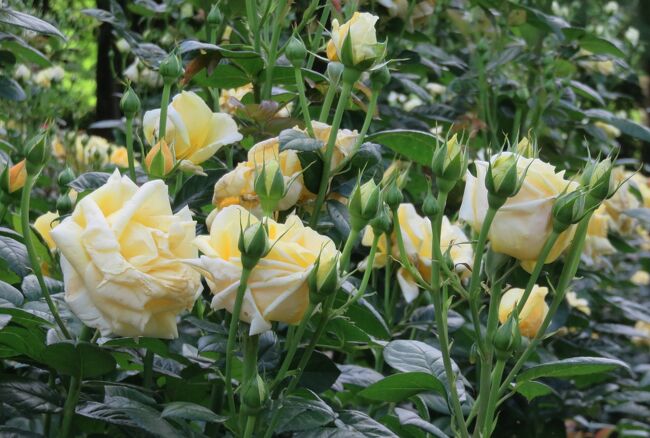 品種名：『ミケランジェロ』<br />系統：ハイブリッドティー)<br />作出国：フランス(1997年）<br />作出者：メイアン<br />その他：甘くて爽やかな香利を持つ、四季咲きです。