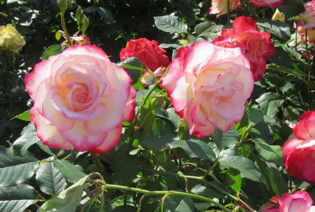 品種名：『ジュビレ・デュ・プリンス・ドゥ・モナコ』<br />系統：F(フロリバンダ)<br />作出国：フランス(2000年)<br />作出者：メイアン<br />その他：モナコ公国元首レニエ三世大公の即位50周年記念に捧げられました。