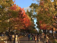 グランモール公園を、ランドマークタワー方面へ歩きました。
時期的に並木の紅葉がきれいで、多くの人が公園内を行き交っていました。
