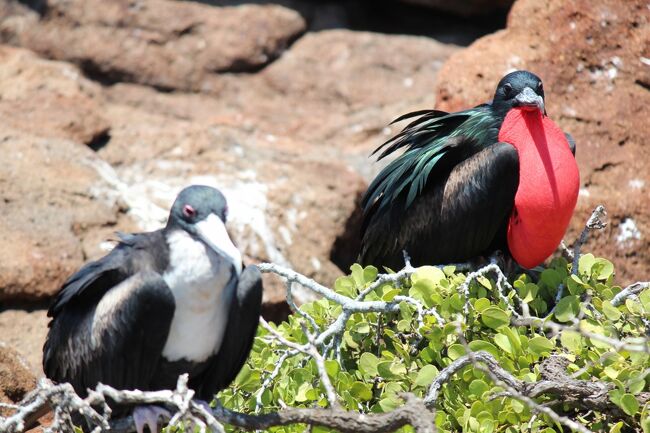 ガラパゴス諸島　写真集　自然　南米　動物　洋書　英語　エクアドル　海洋　火山　本 ガラパゴス諸島 写真集 自然 南米 動物 洋書 英語 エクアドル