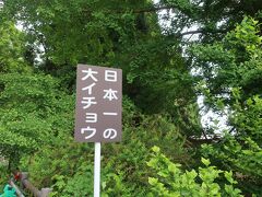 千畳敷海岸を過ぎて少し走ると、日本一の大イチョウの看板が出てきますので立ち寄ってみました。