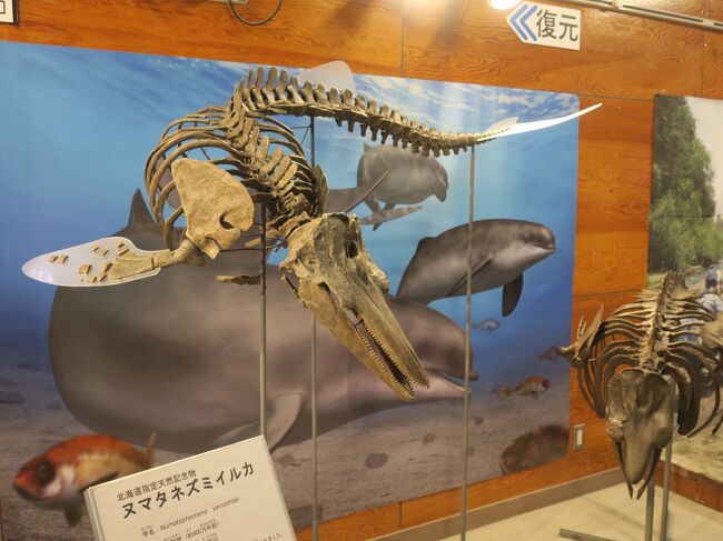 北海道アンモナイト 化石 科学 自由研究 恐竜 発掘 - メルカリ