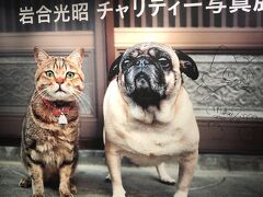 グルメではないけど、梅田の阪急百貨店で「岩合光昭チャリティー写真展」やってたんで急きょ駆けつけました(^_^;)