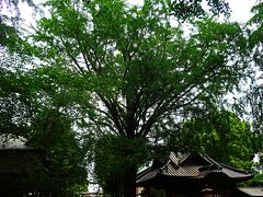 境内にある5本のご神木のうち金龍にあたるのがこちらのイチョウの木
天保13年から嘉永3年に植樹されたと伝わるそう
田無の地域最大級の巨木で､市の天然記念物に指定されているんです