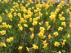 道の駅の花壇にて。