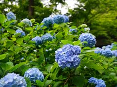 境内に植えられたほとんどが「ヒメアジサイ」と呼ばれる日本古来の品種で、明月院ブルーに統一されています。