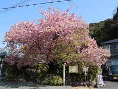 河津桜原木