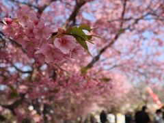 第34回河津桜まつり