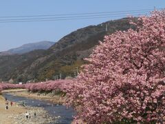 河津桜