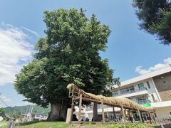 国指定特別天然記念物で、日本一の大ケヤキだそうです。
小学校の敷地内にあるんですね！