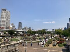 難波橋の階段を下りて中之島公園のバラ園へ。平日の割に沢山の人が訪れています。