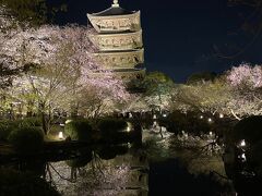 東寺の夜の特別拝観。

たくさんの方がライトアップを楽しんでいて、賑わっていました。
清水寺も素敵でしたが、個人的には東寺が1番感動しました。
桜のトンネルをくぐりながら、広い境内を歩けます。
京都に行ったら、必ず行きたい大好きなお寺になりました。